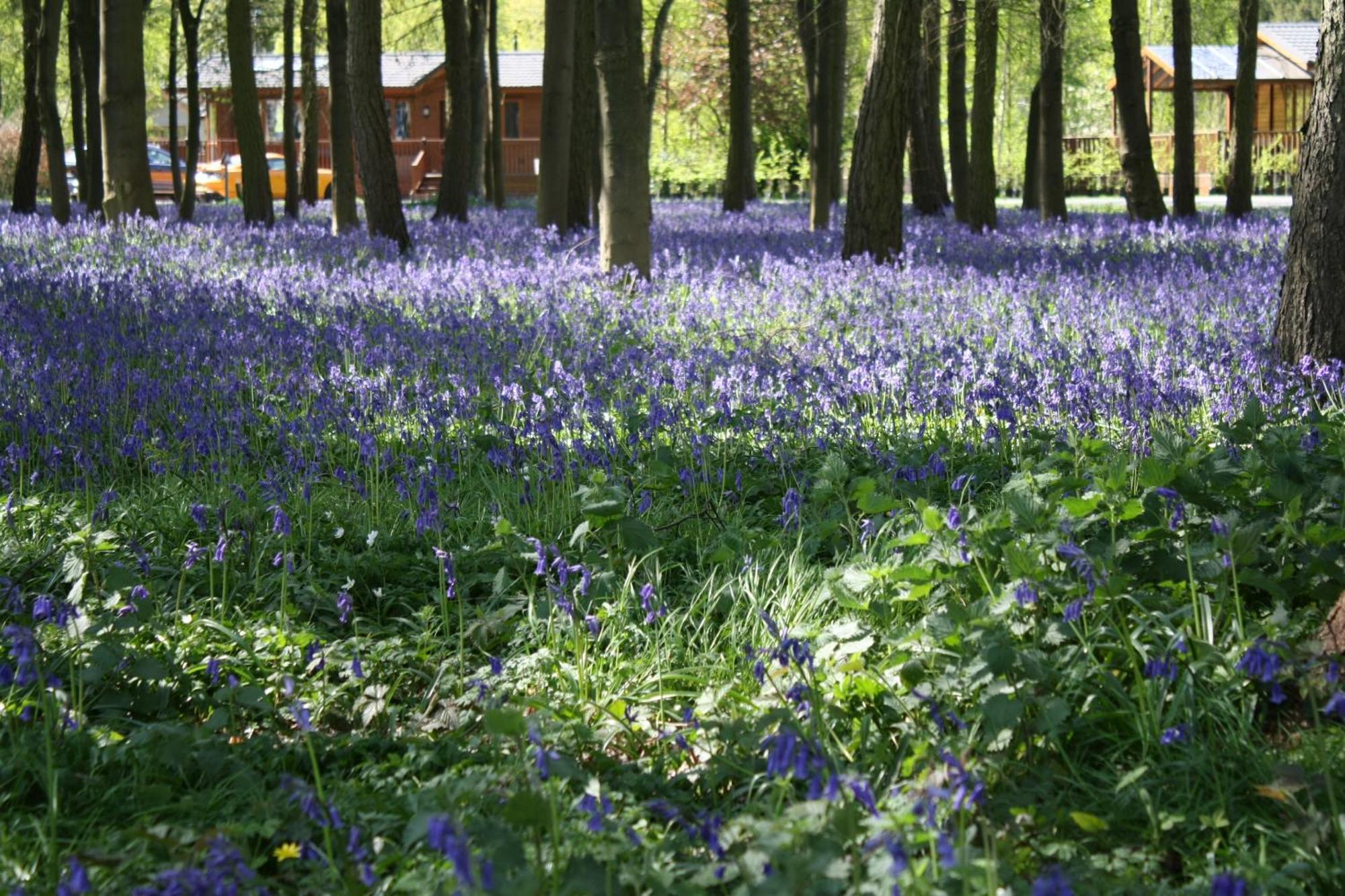 Hollicarrs - Stag Lodge York Eksteriør billede